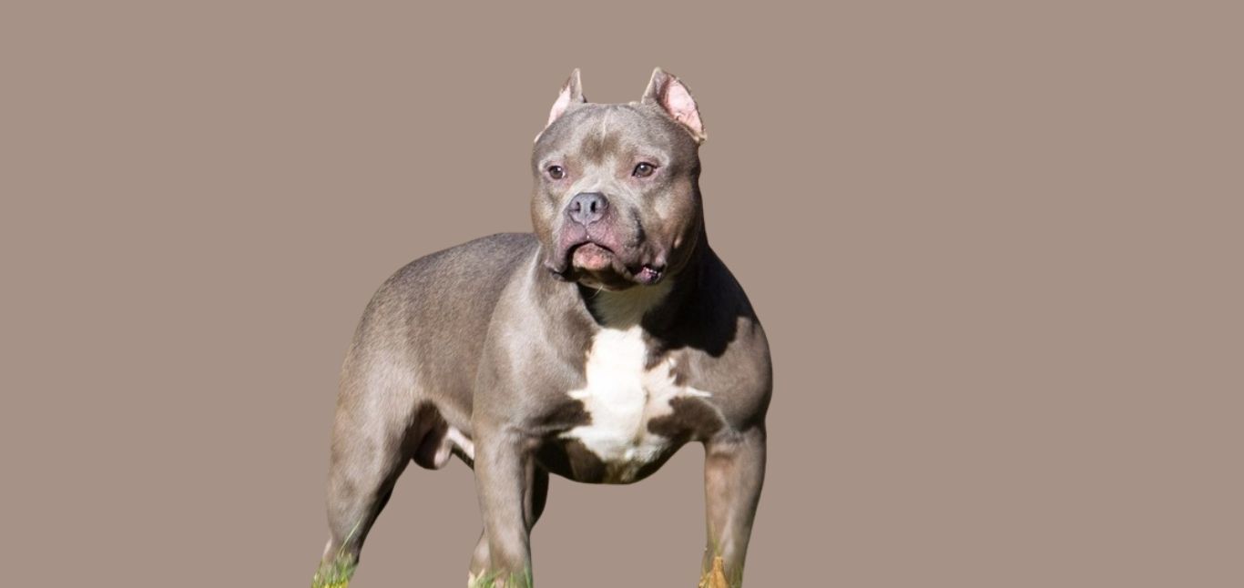 American Bully price in Bangalore