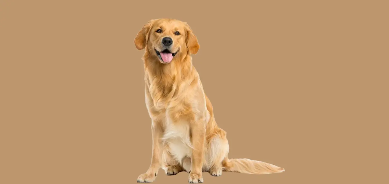 Golden Retriever price in Pune