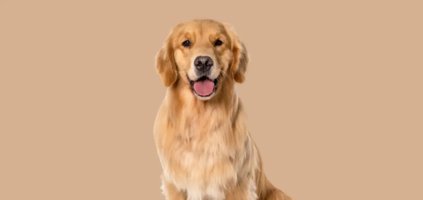 Golden Retriever price in Chennai