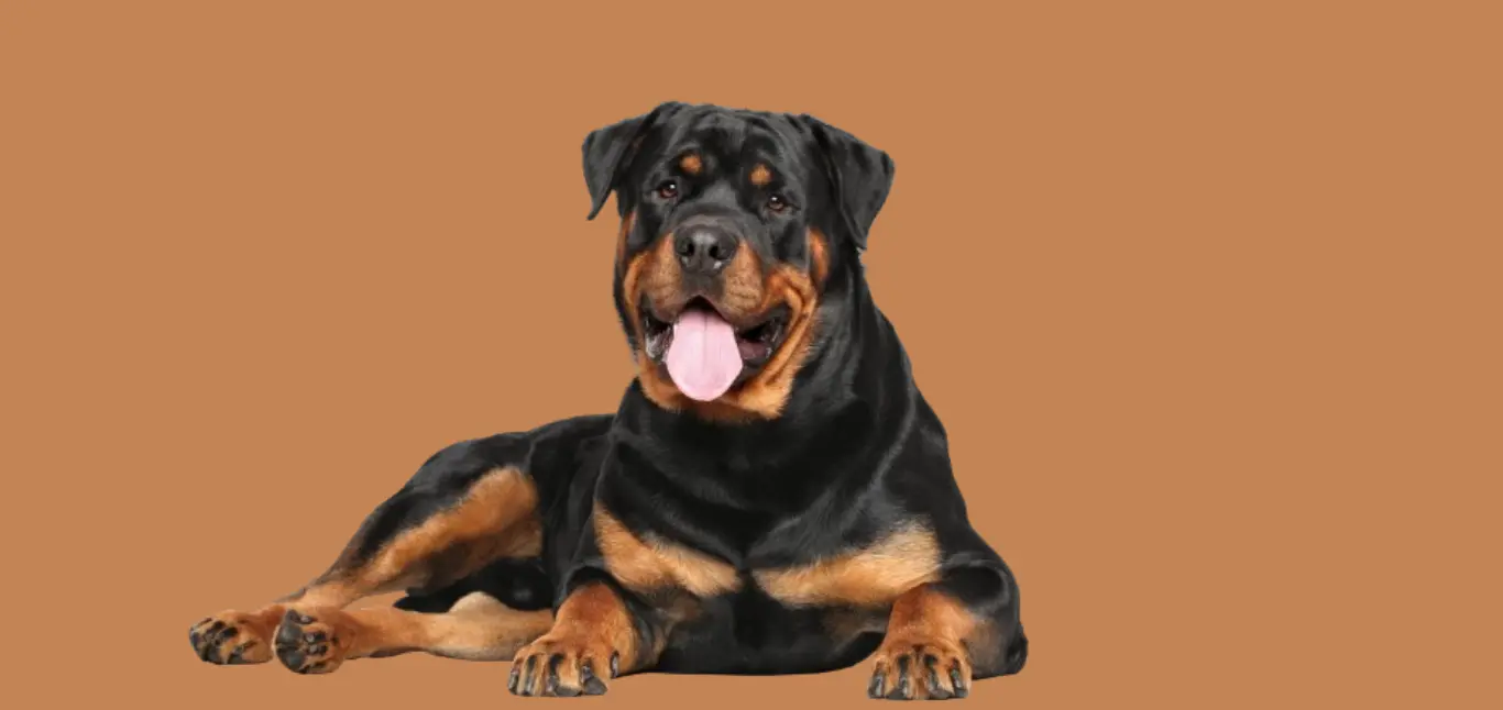 Rottweiler price in Mumbai