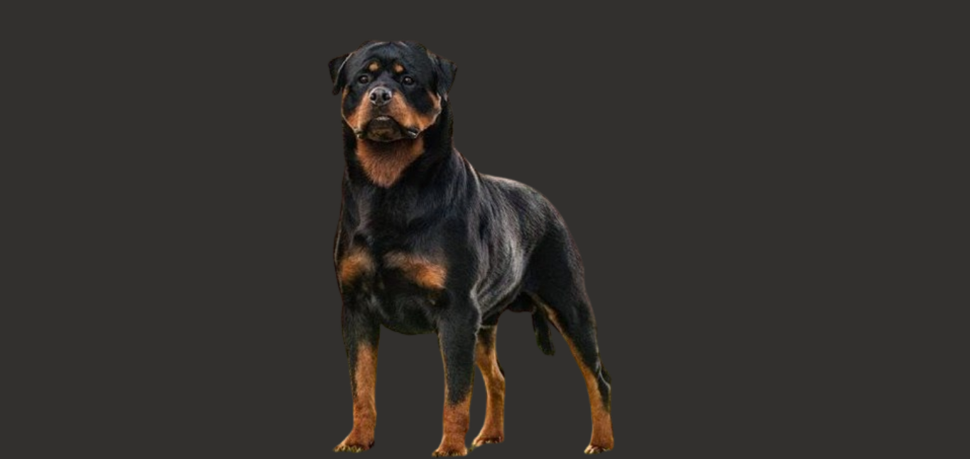 Rottweiler price in hyderabad