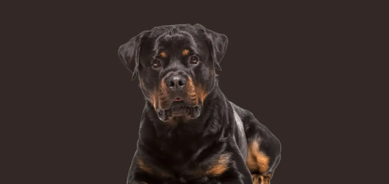 Rottweiler price in Delhi