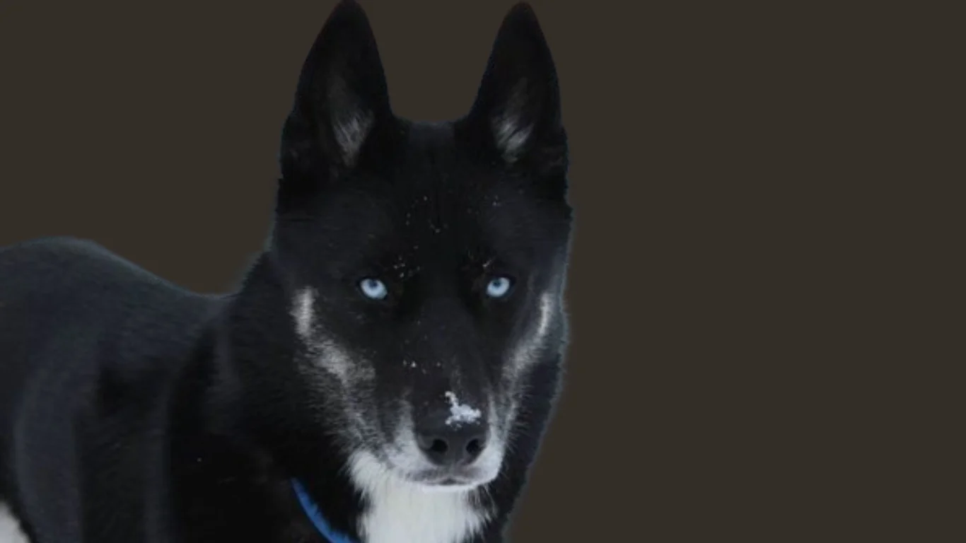 Black husky price in India