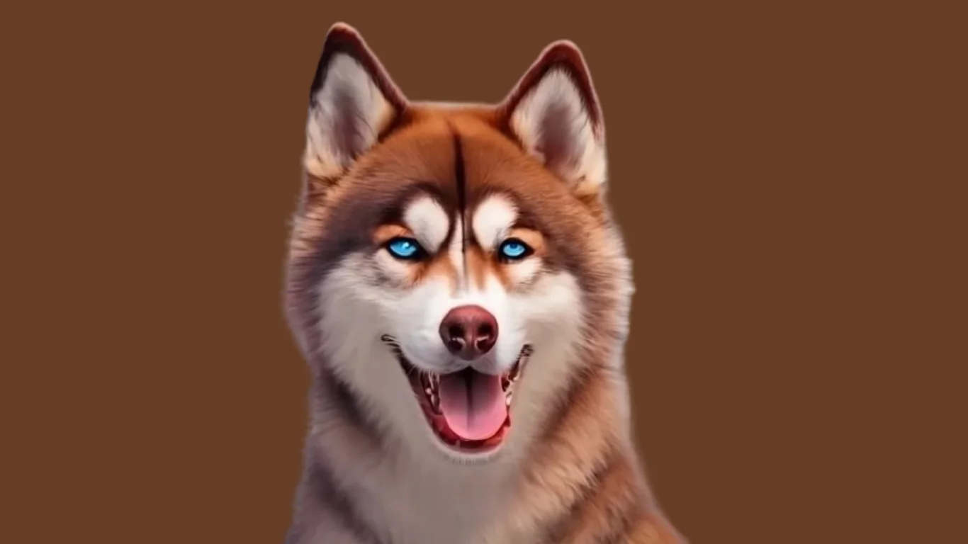 Brown husky price in India