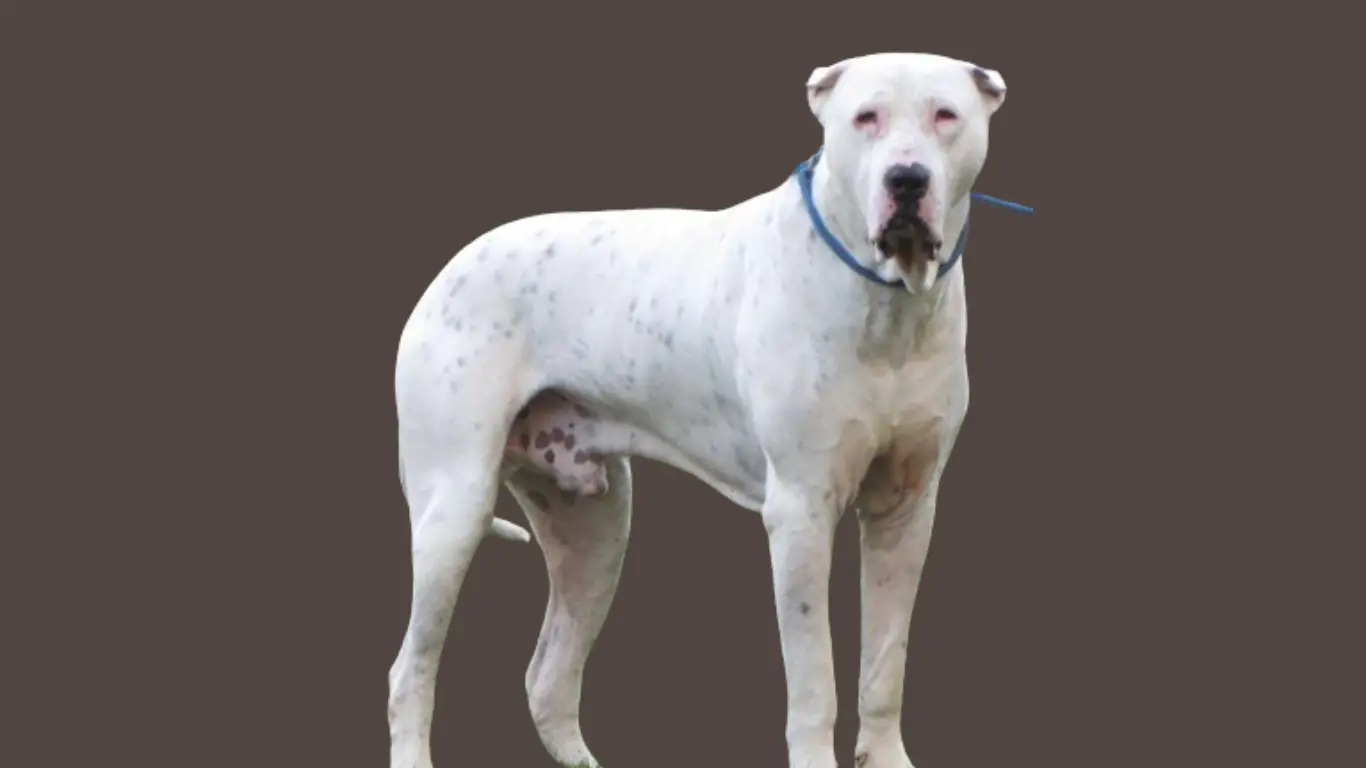 Bully Kutta price in India