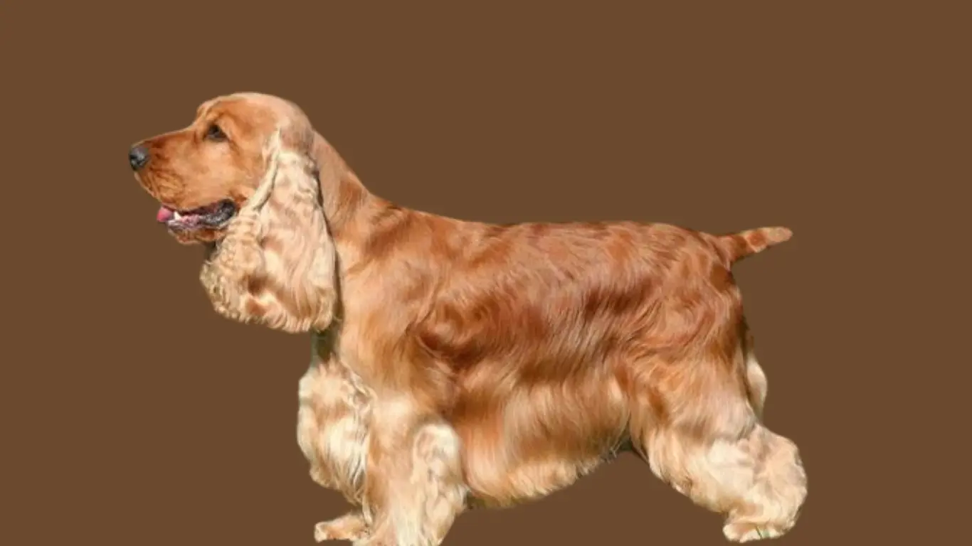 Cocker Spaniel price in India