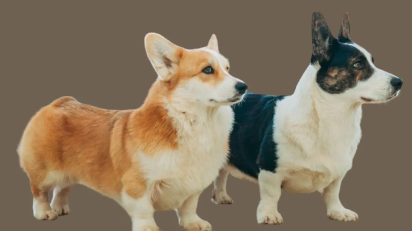 Corgi price in Kolkata