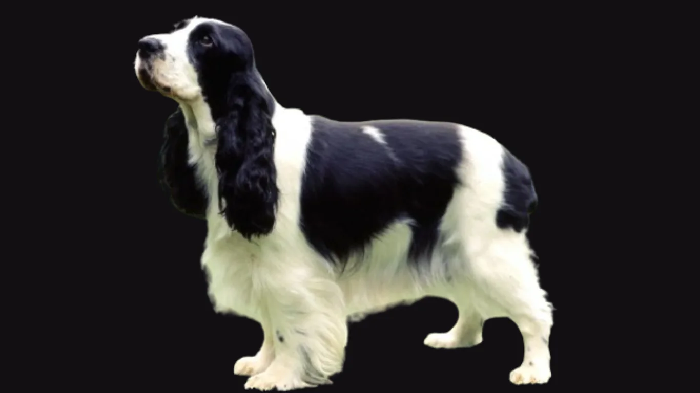 Cocker spaniel price in Kolkata