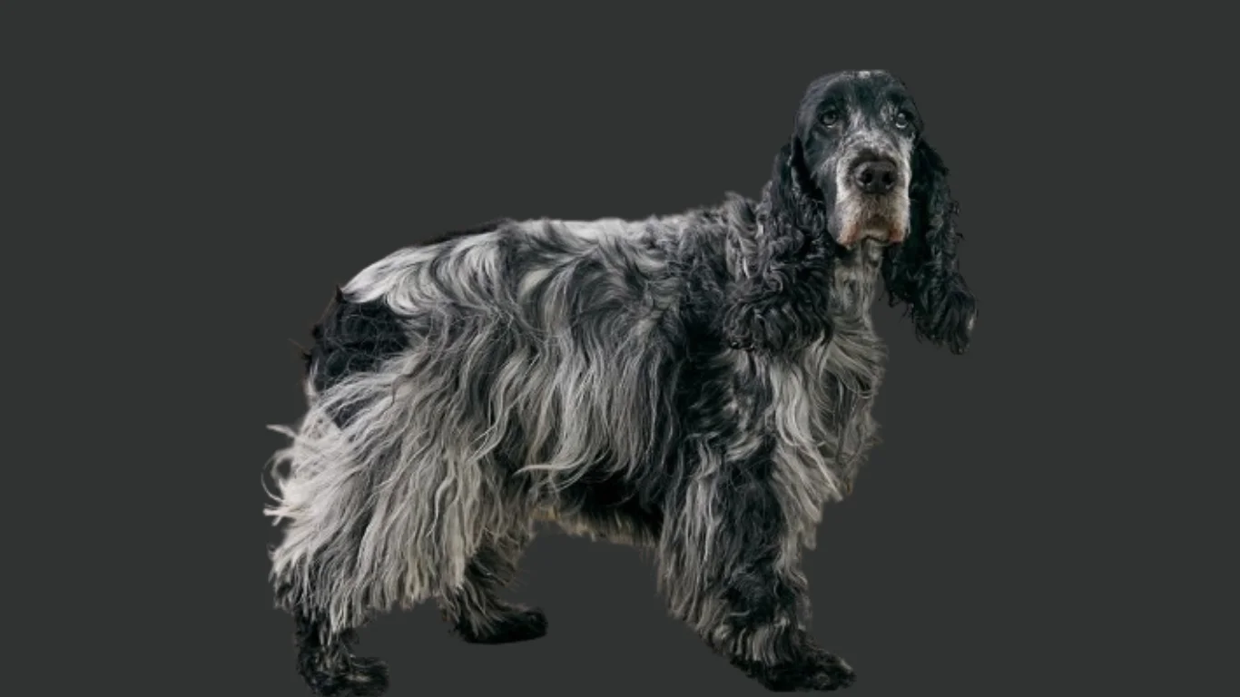 English Cocker spaniel price in India