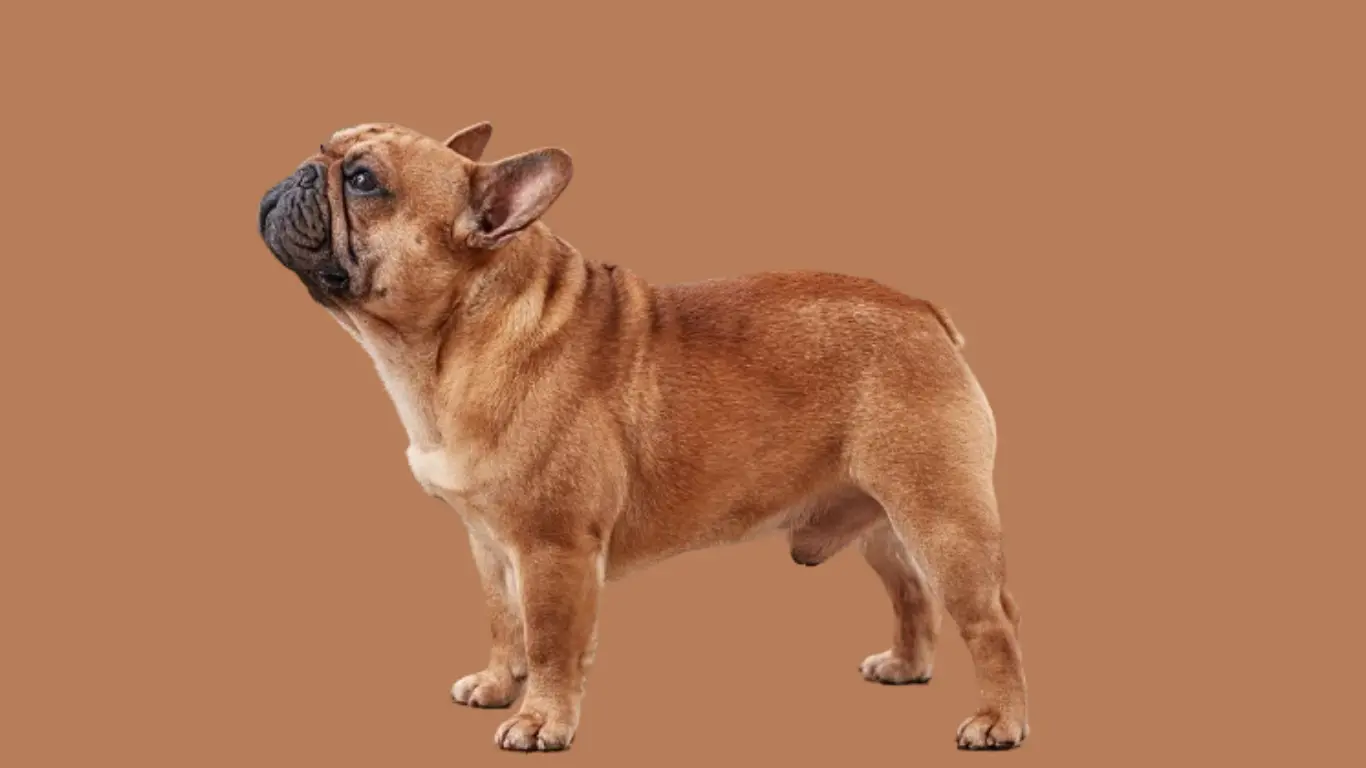 French Bulldog price in delhi