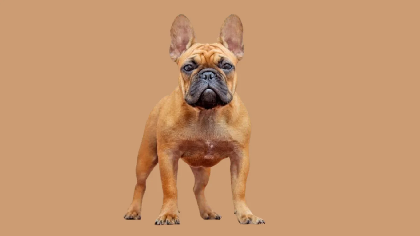 French bulldog price in India