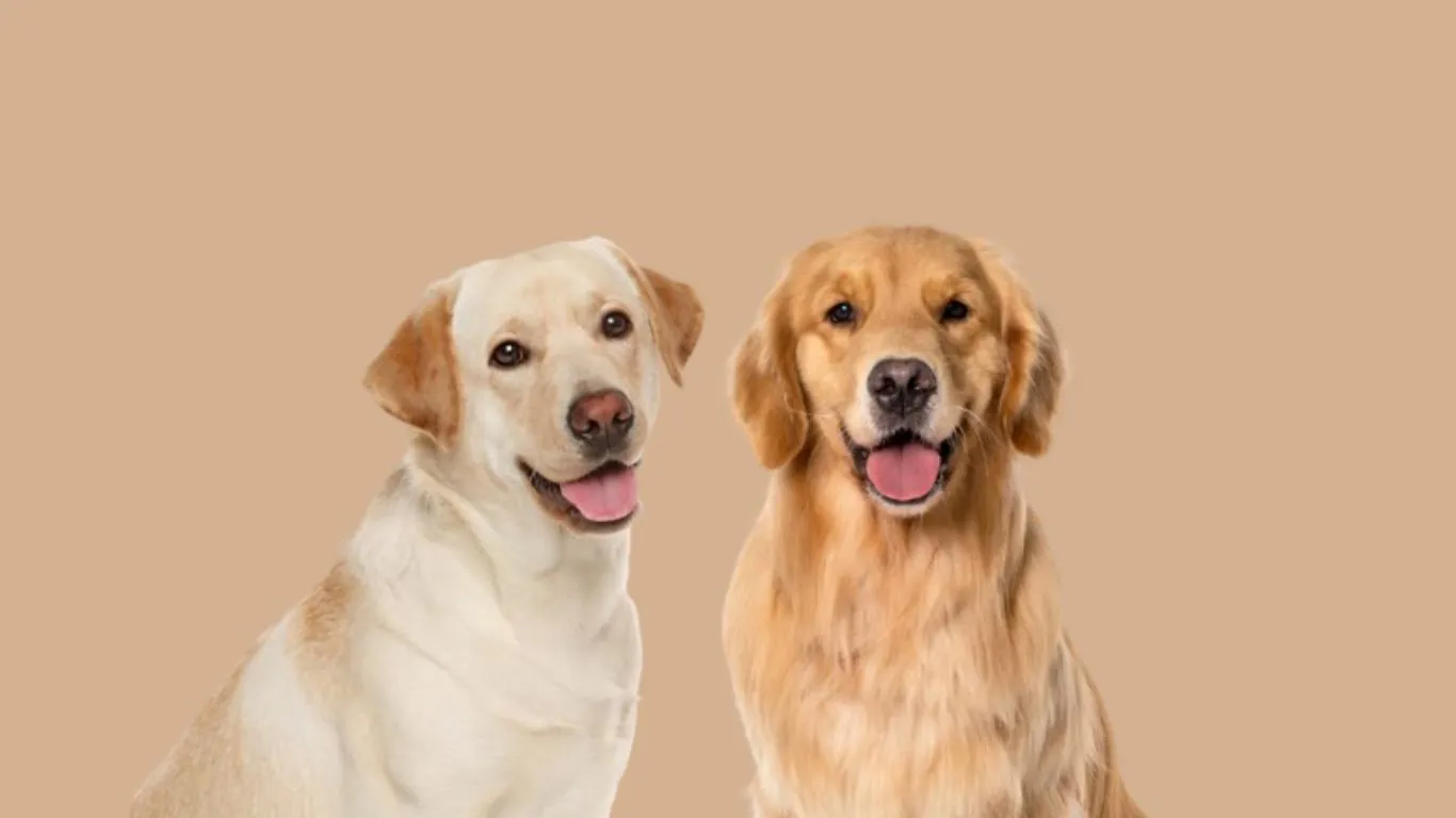 Golden Retriever Price in India