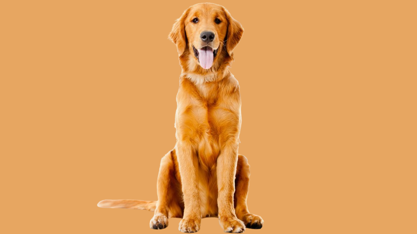 Golden Retriever price in delhi 2024