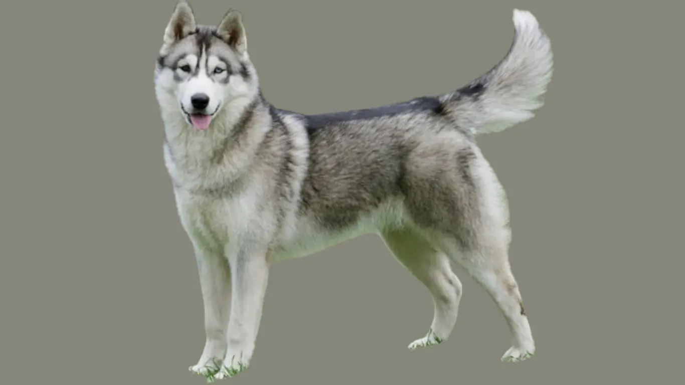 Husky price in Delhi