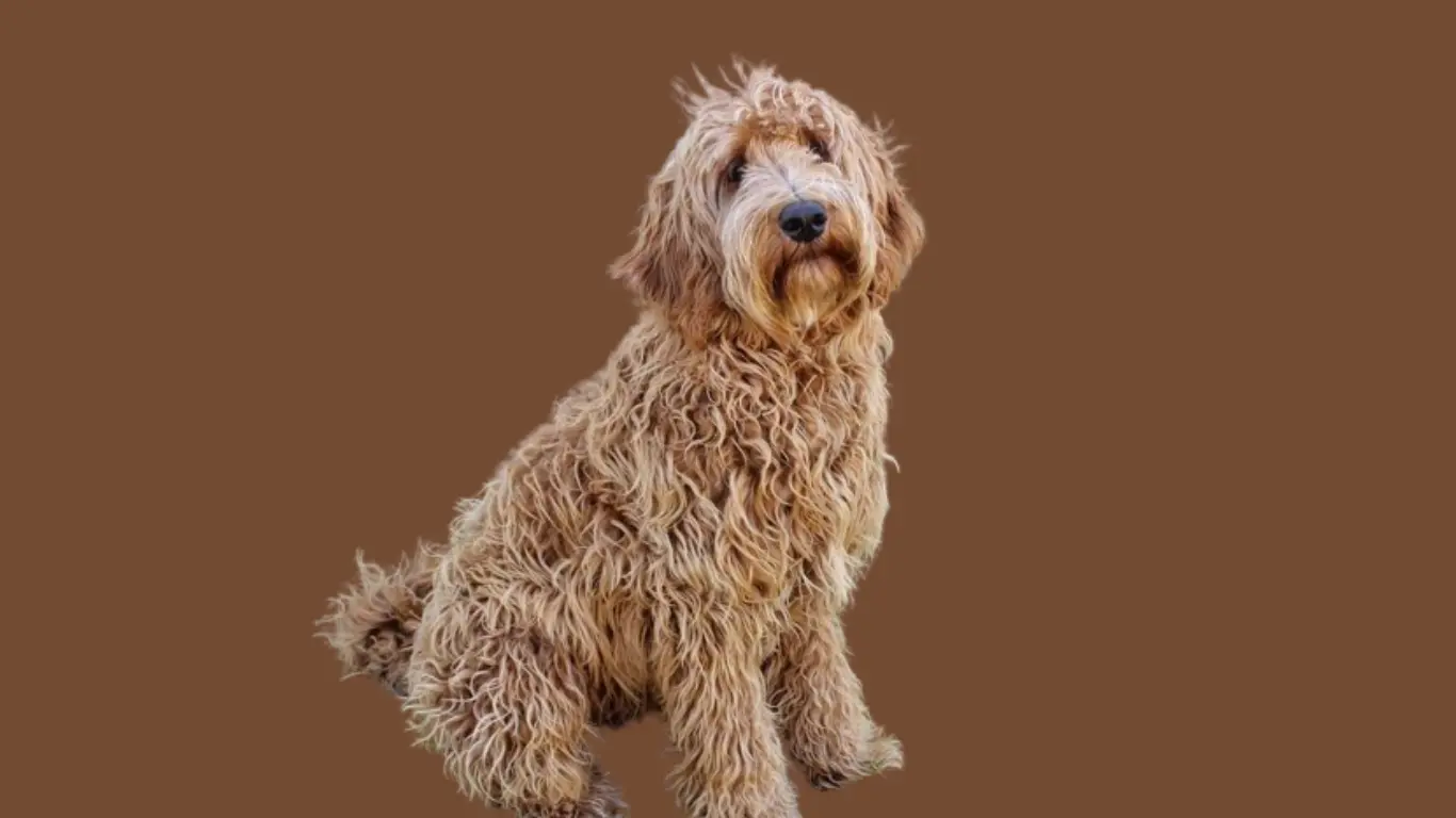 Labradoodle price in India