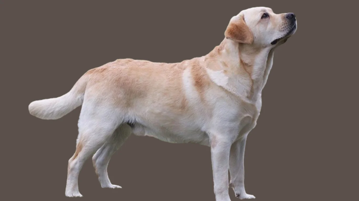 Labrador price in Pune