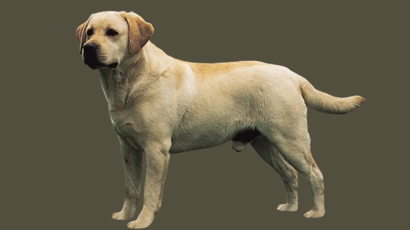 Labrador price in Kolkata