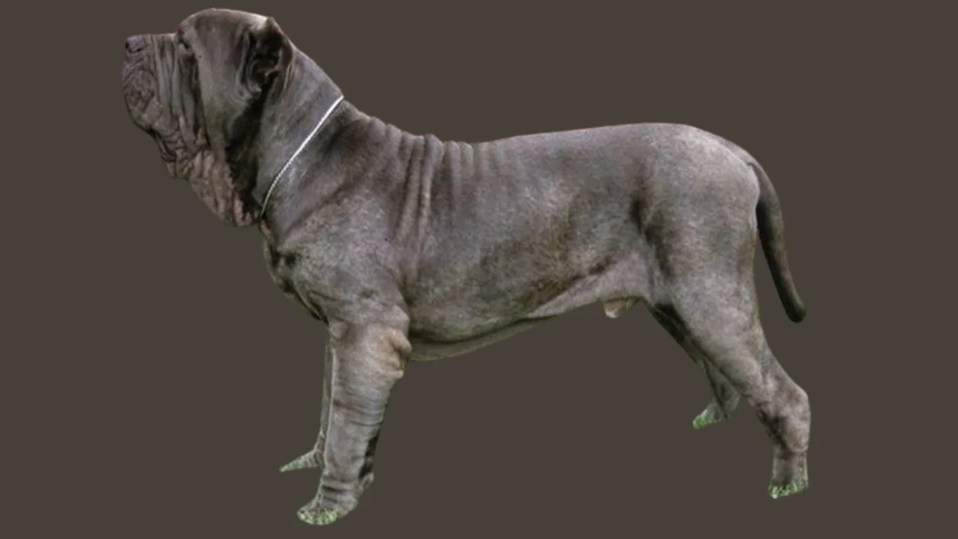 Neapolitan mastiff price in India