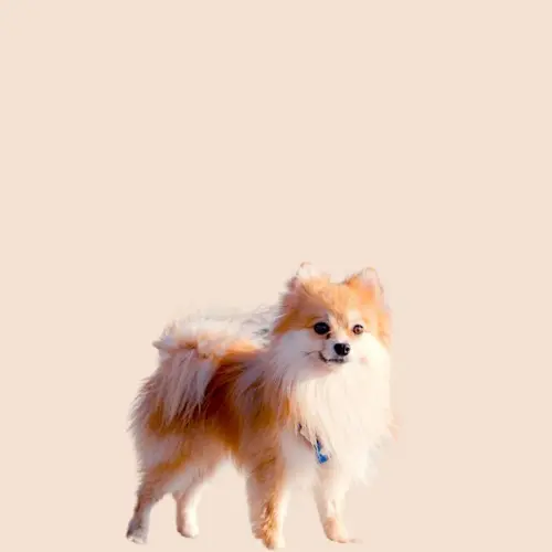 Pomeranian dog price