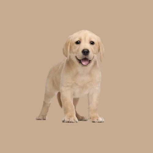 Labrador dog price in Mumbai