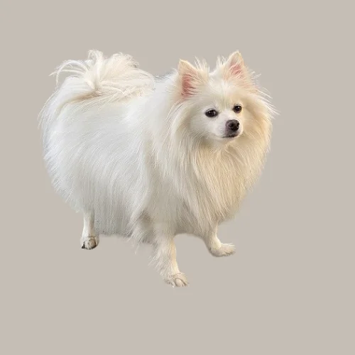 Pomeranian dog price