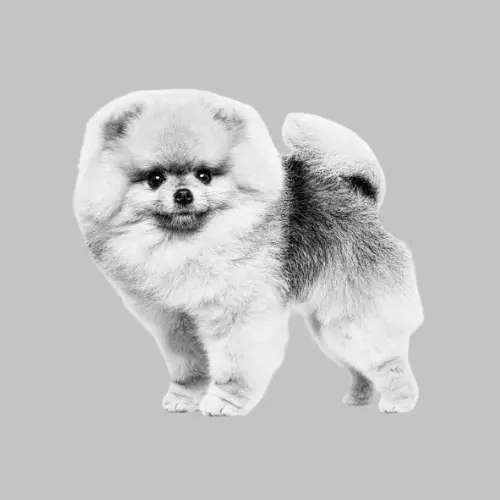 Pomeranian dog price