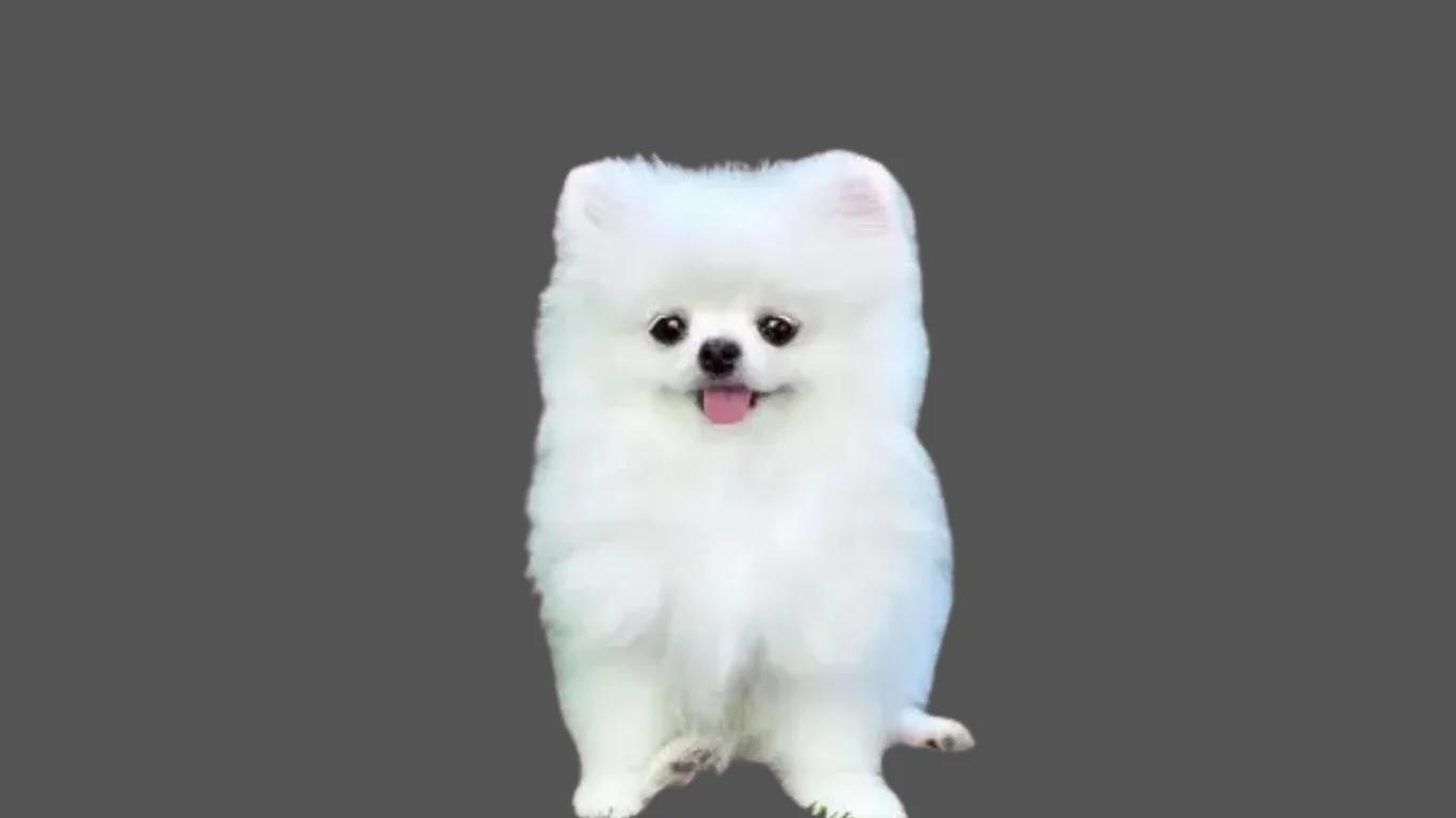 Pomeranian dog price in Mumbai