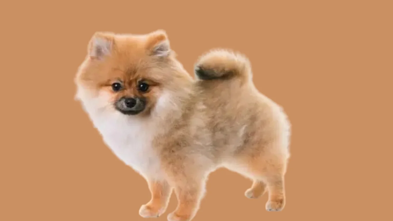 Pomeranian dog price in Punjab