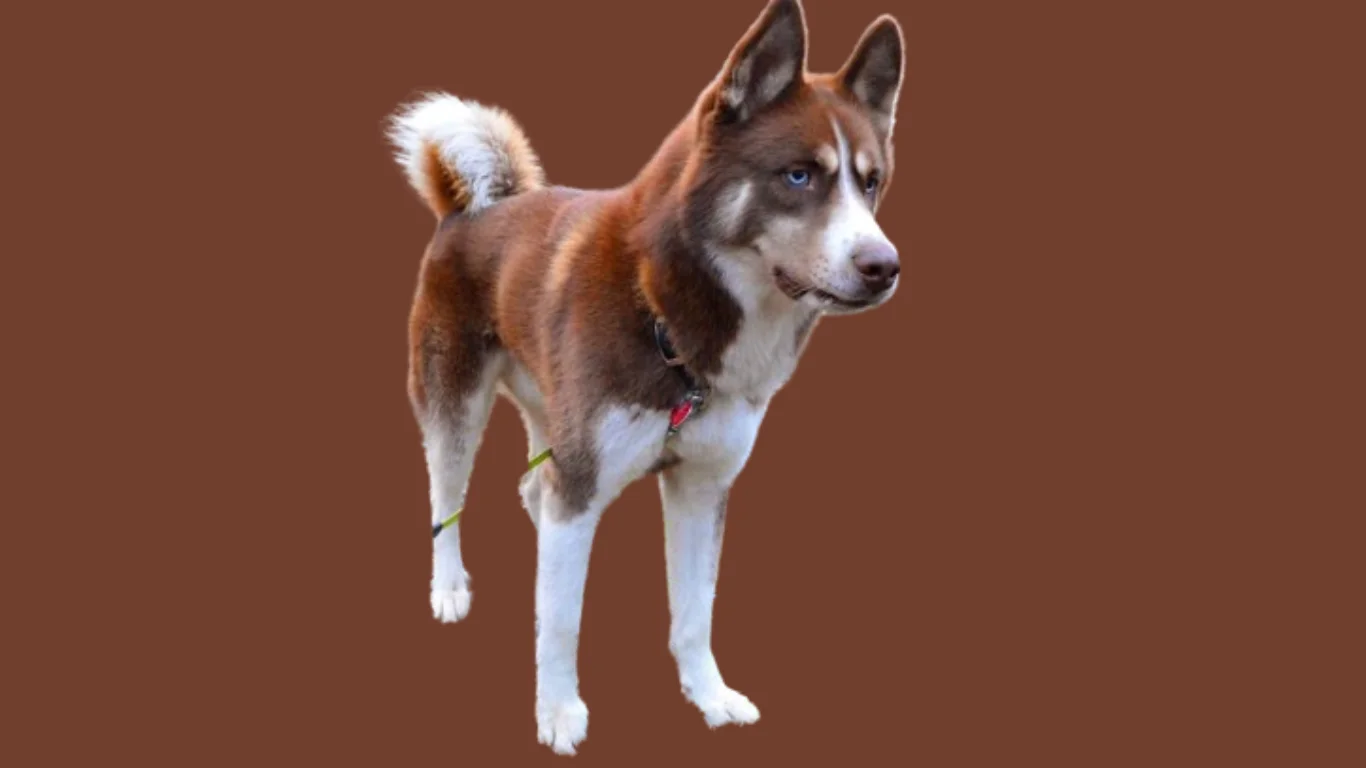 Red husky price in India