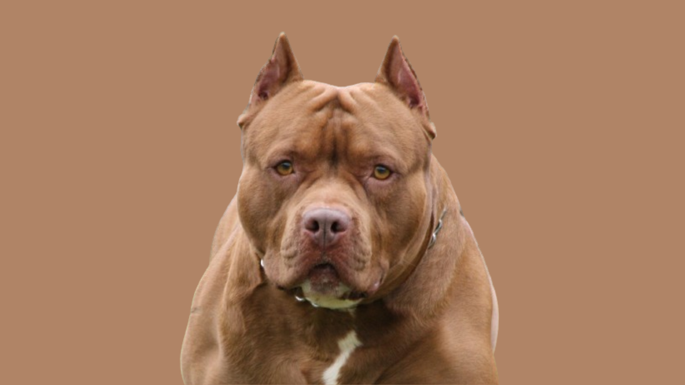 Pitbull Dog Price in Hyderabad