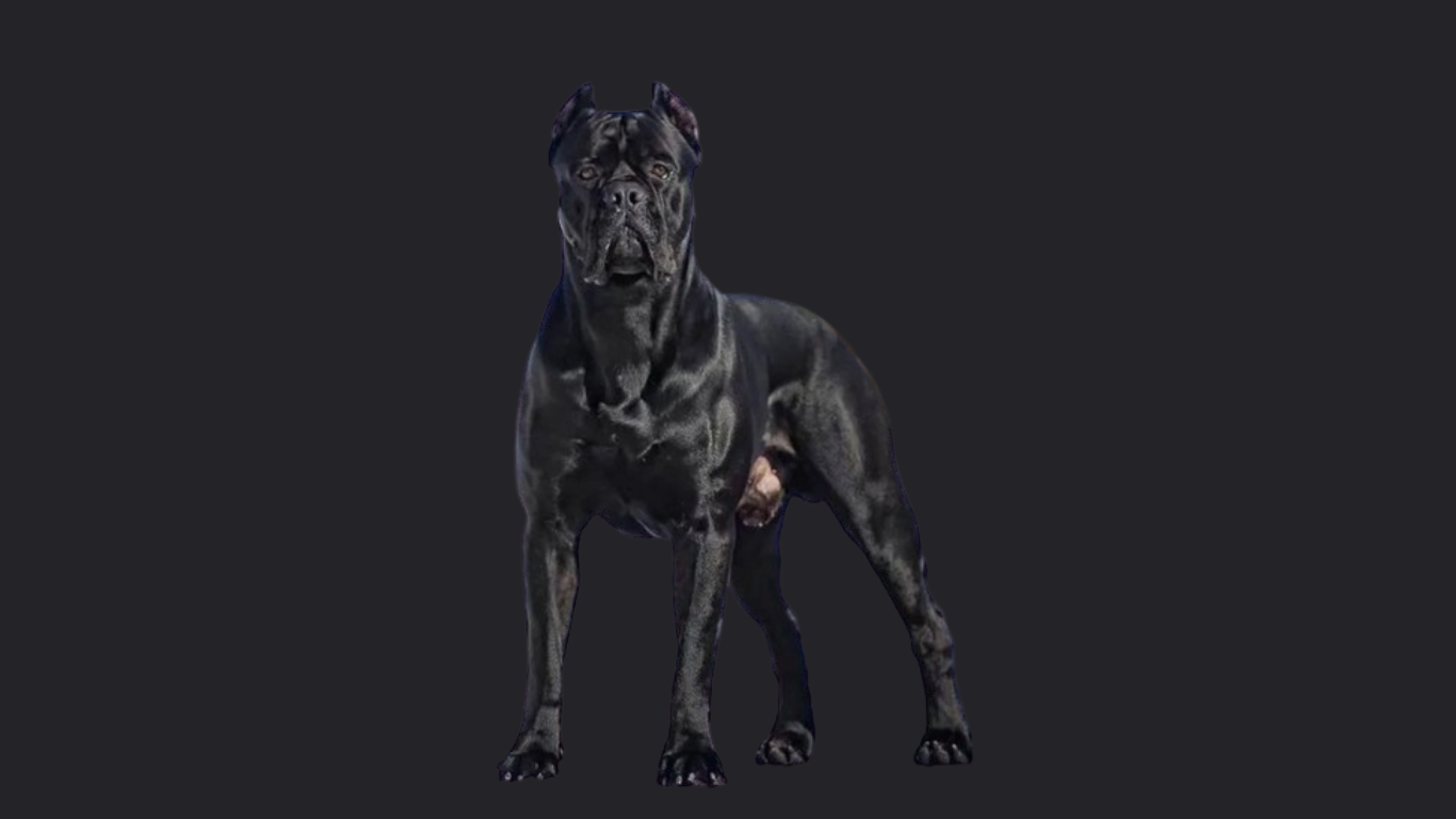 Cane Corso Price in Kolkata