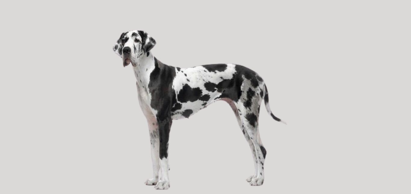 Great Dane Price in Kerala