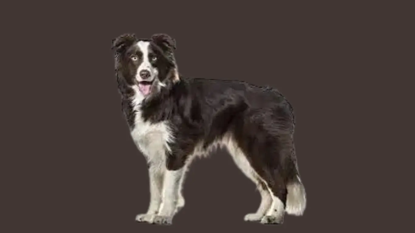 Border Collie Price in Kerala