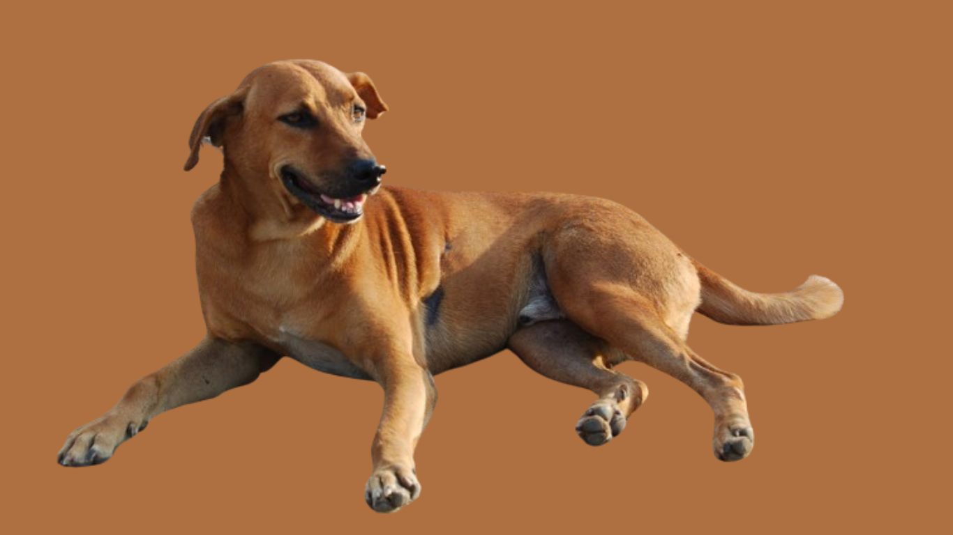 indian pariah dog price i india