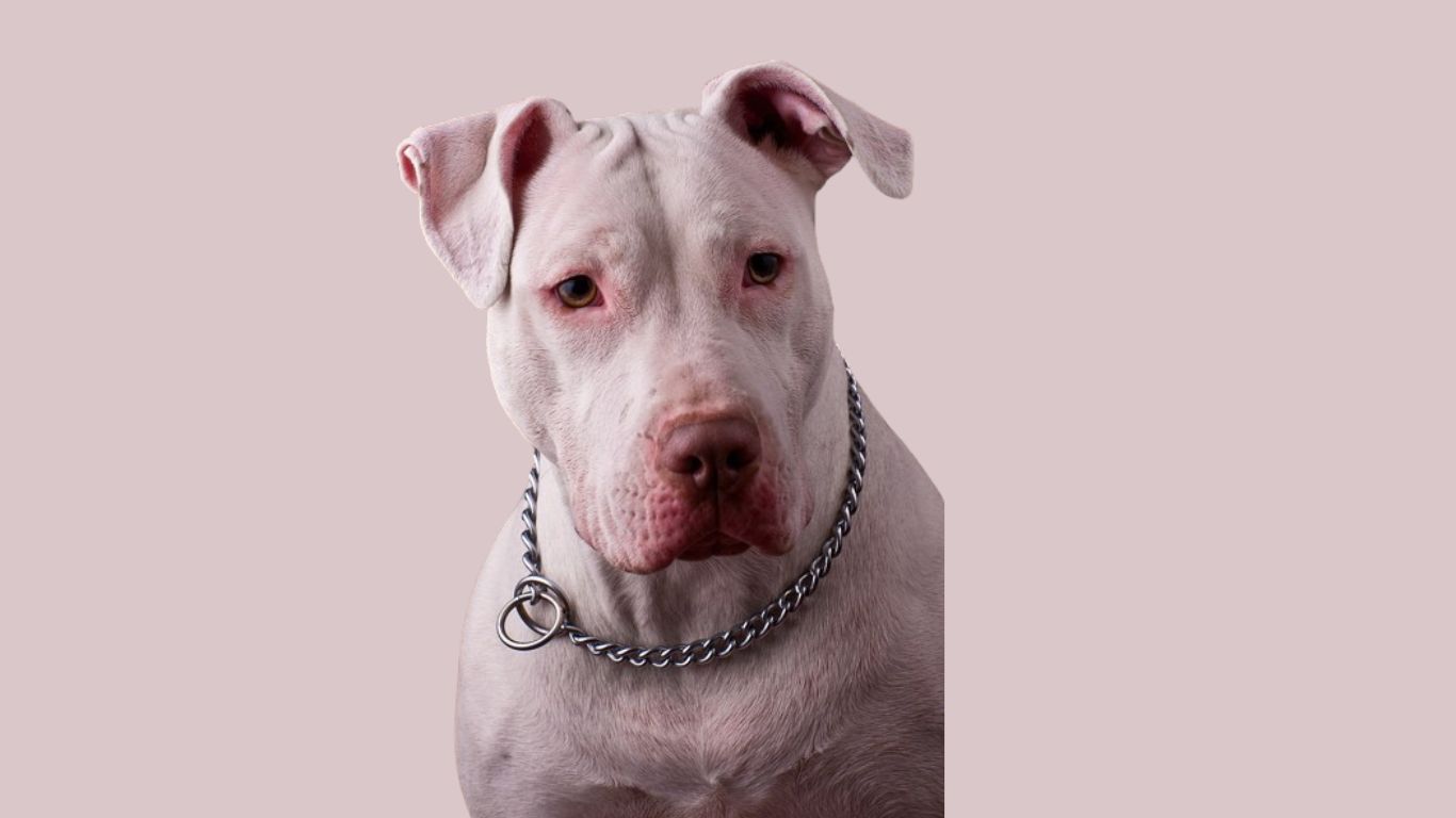 White Pitbull dog price in India