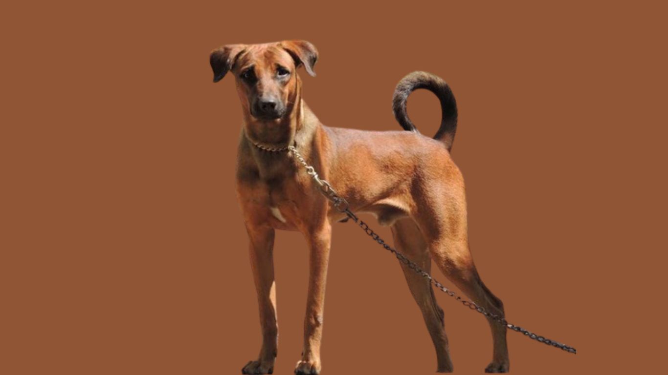 Kombai dog price in India