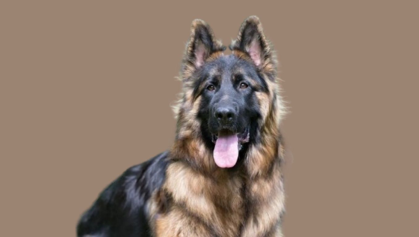 King Shepherd price in India