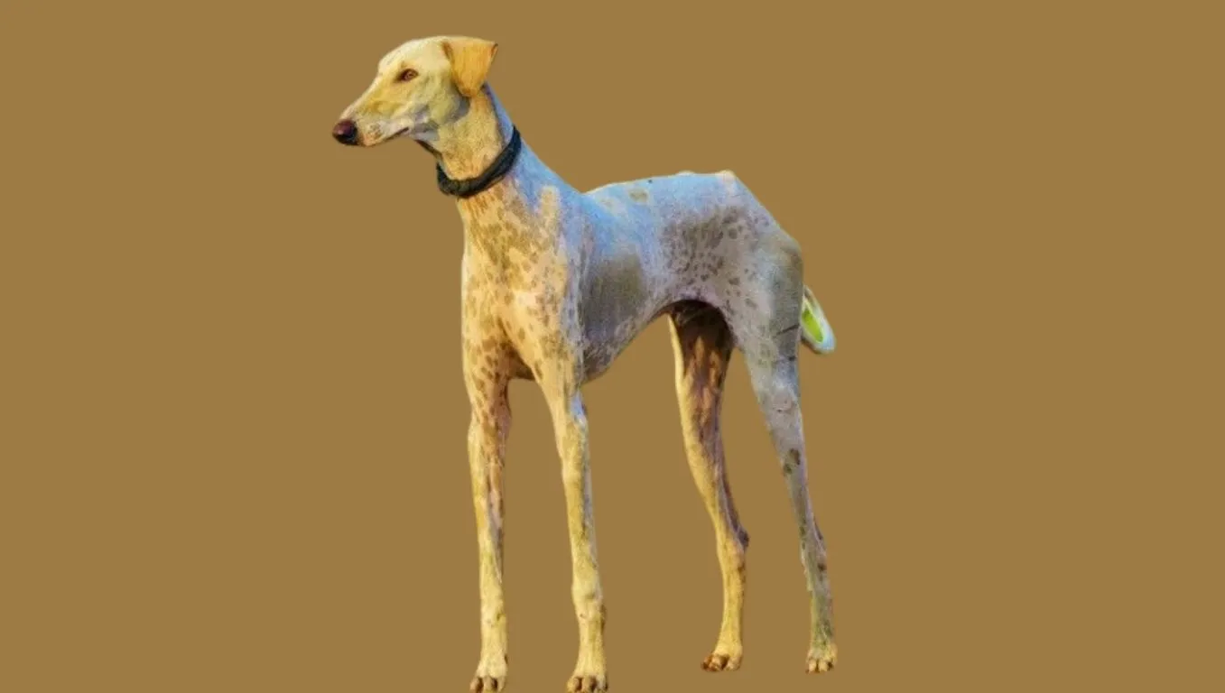 Mudhol hound dog price in India