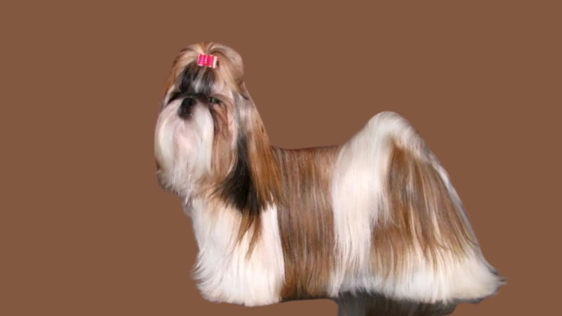 Shih tzu Price in Delhi