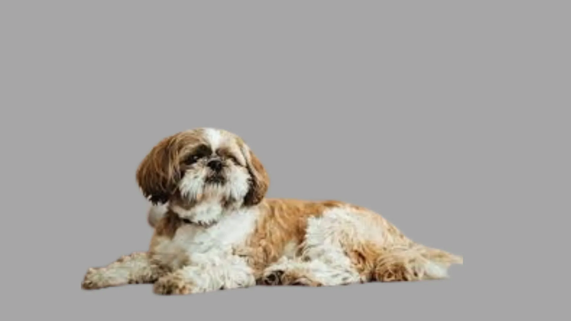 Shih tzu Price in Pune