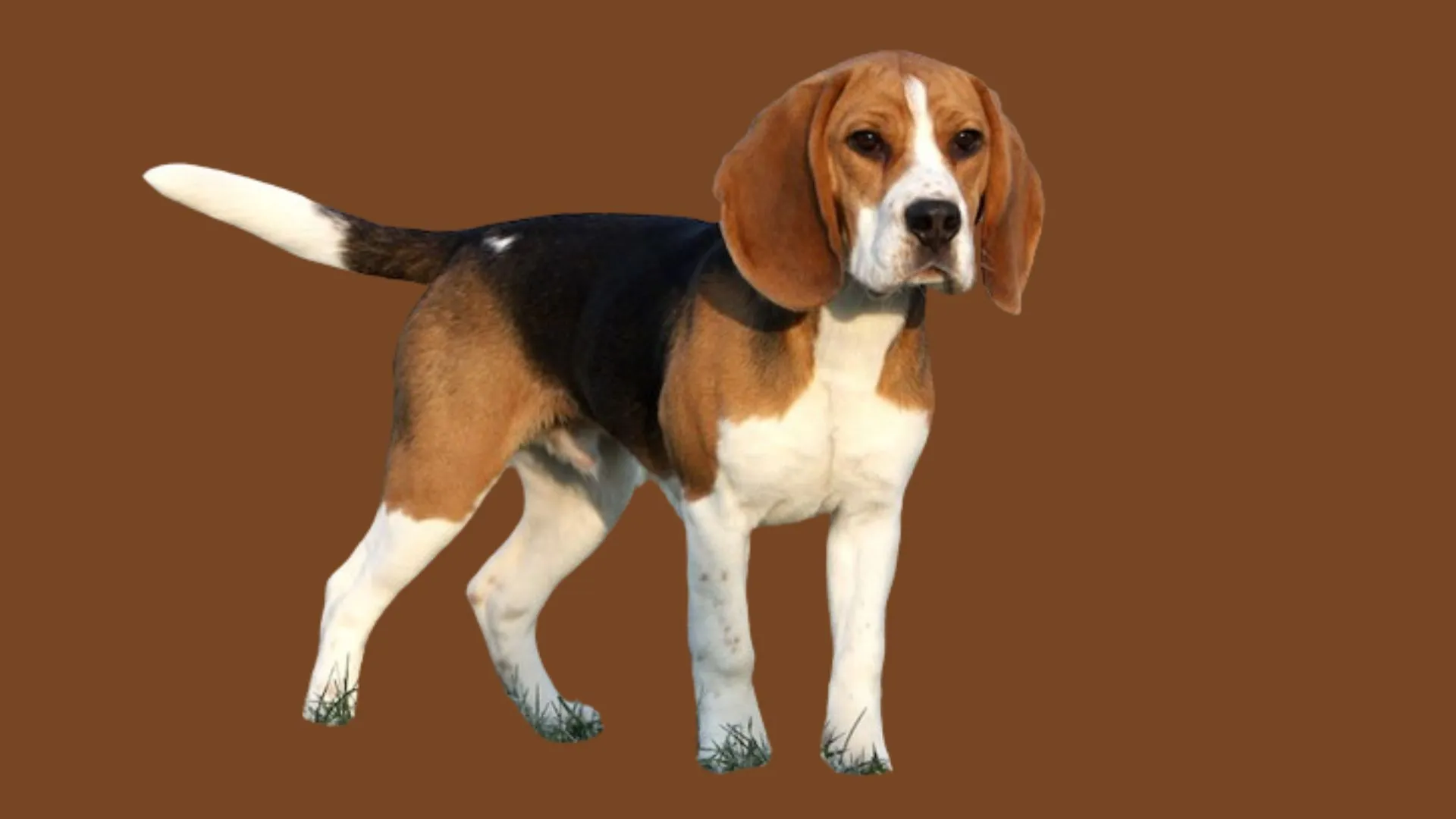 Beagle dog Price in Kerala