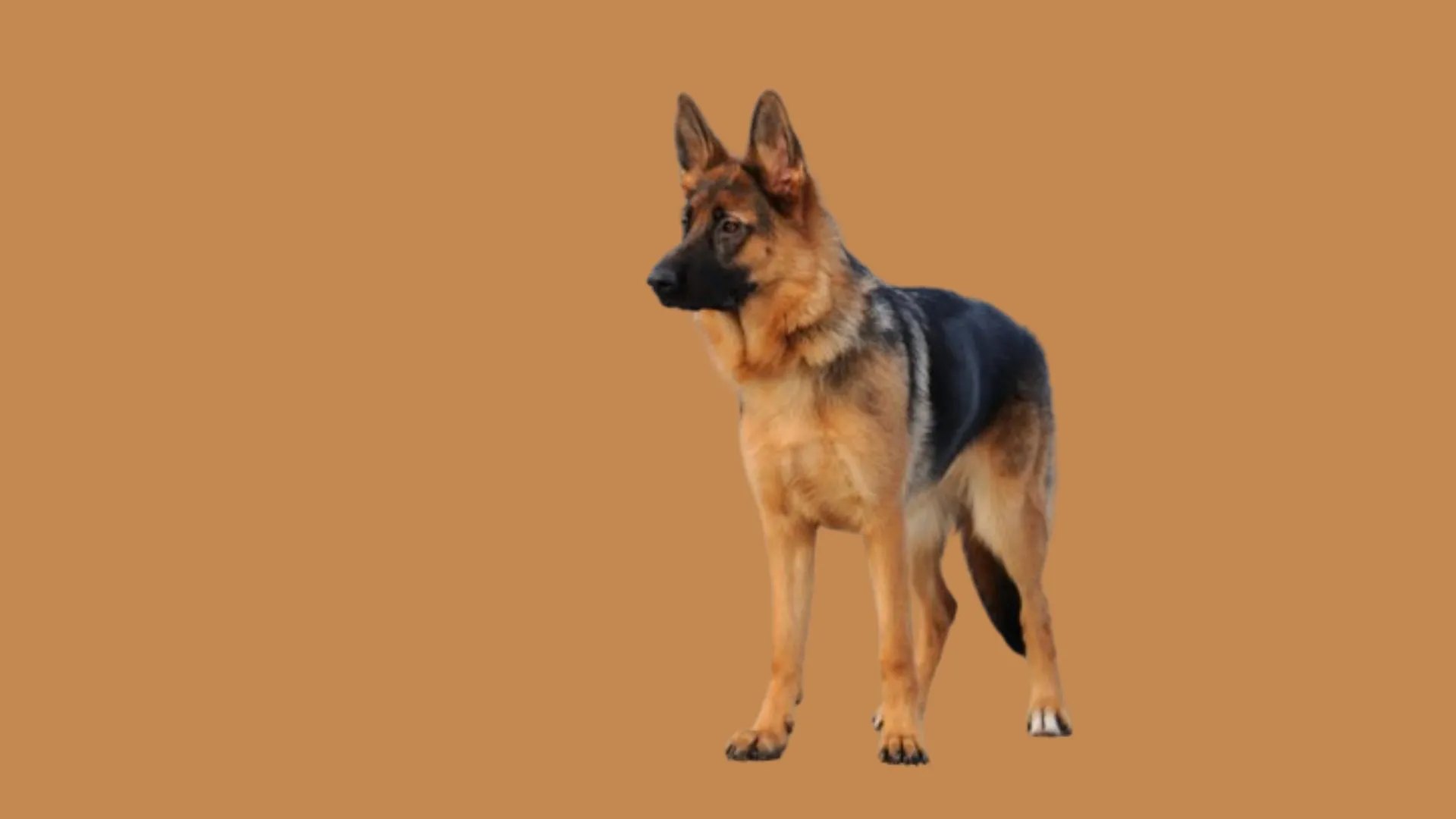 German Sheperd Price in Mumbai