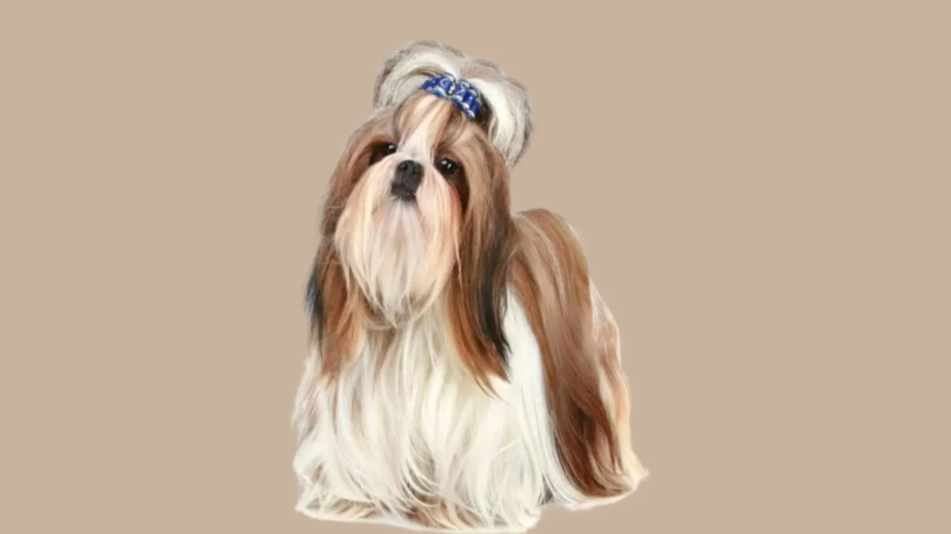 Shih tzu price banglore