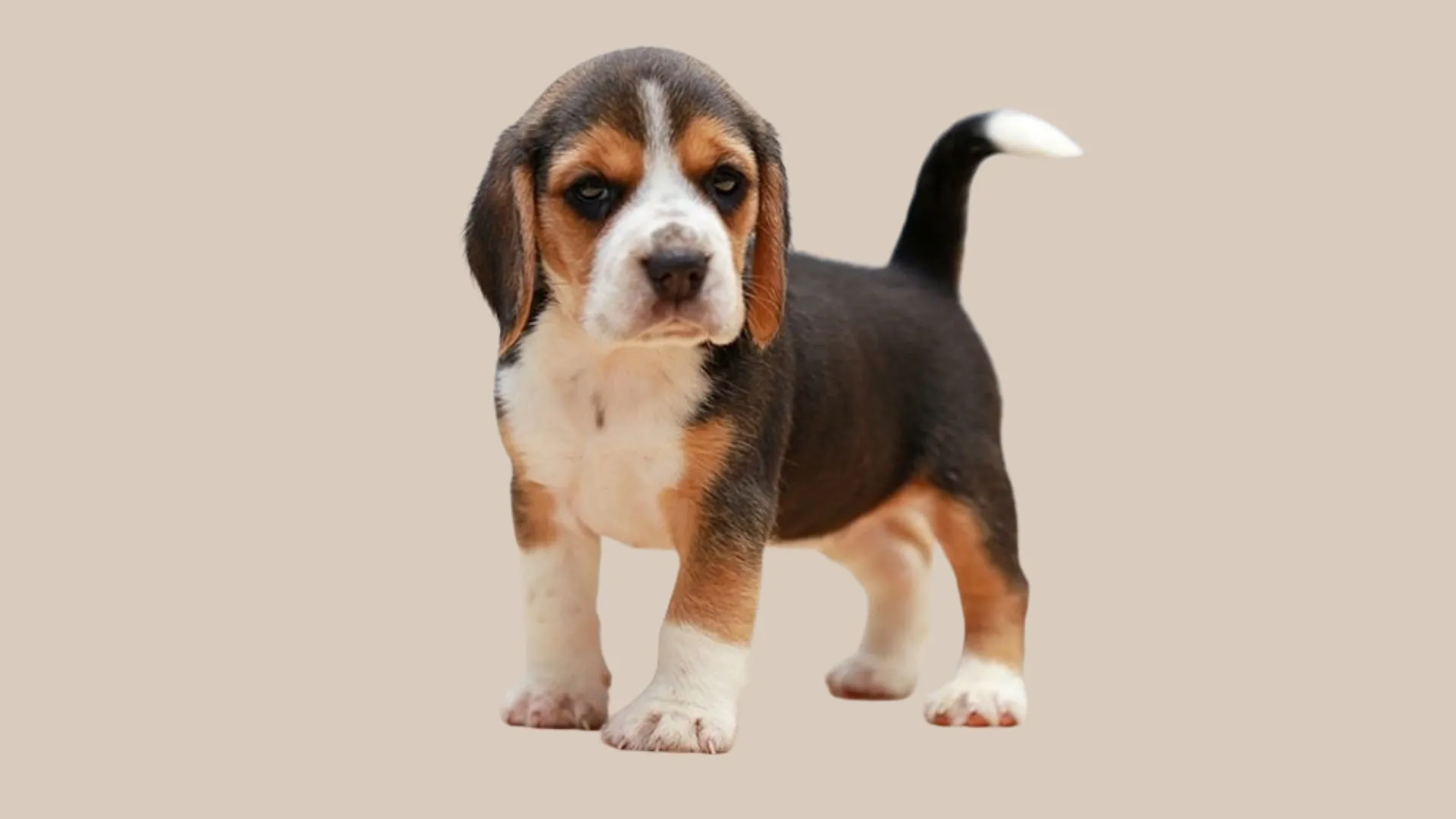 Beagle dog Price in Punjab