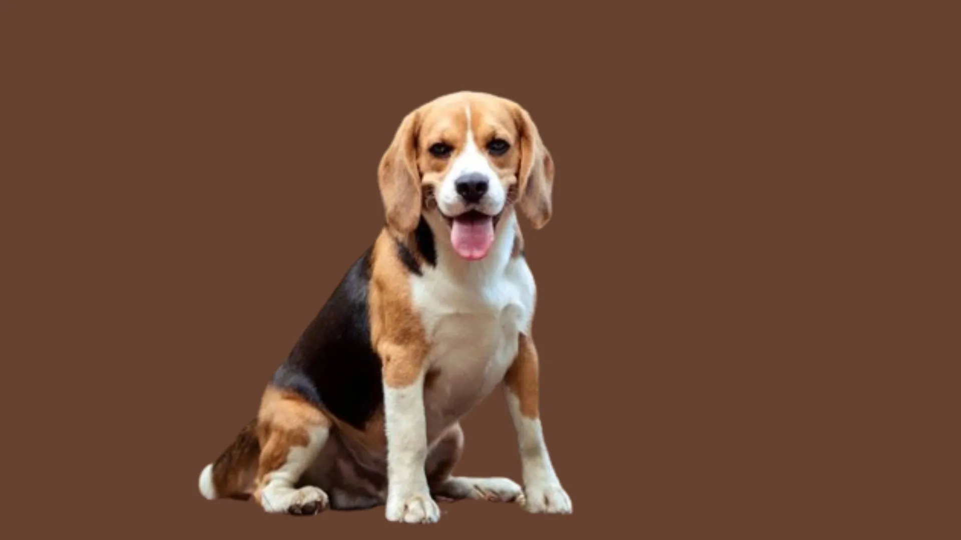 Beagle dog Price in Bangalore