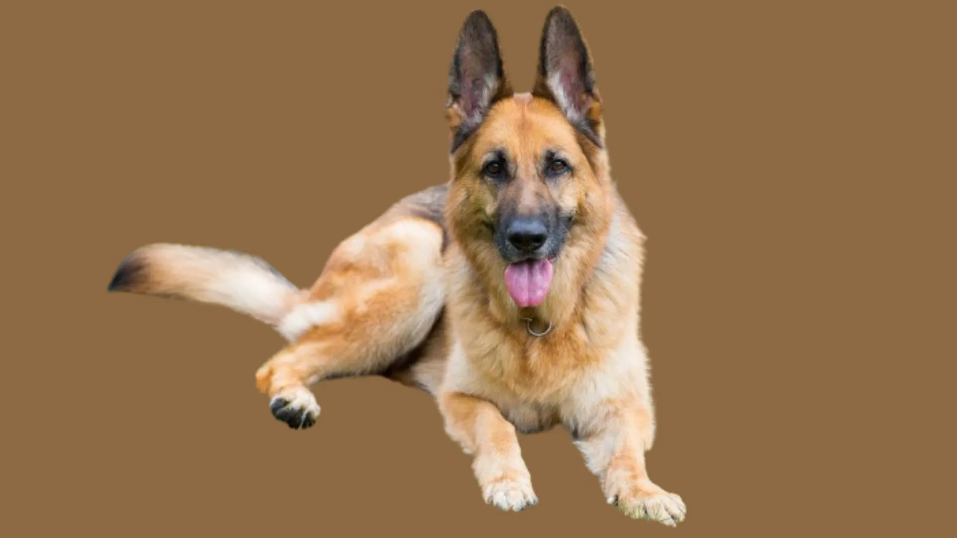 German Shepherd Price in Hyderabad