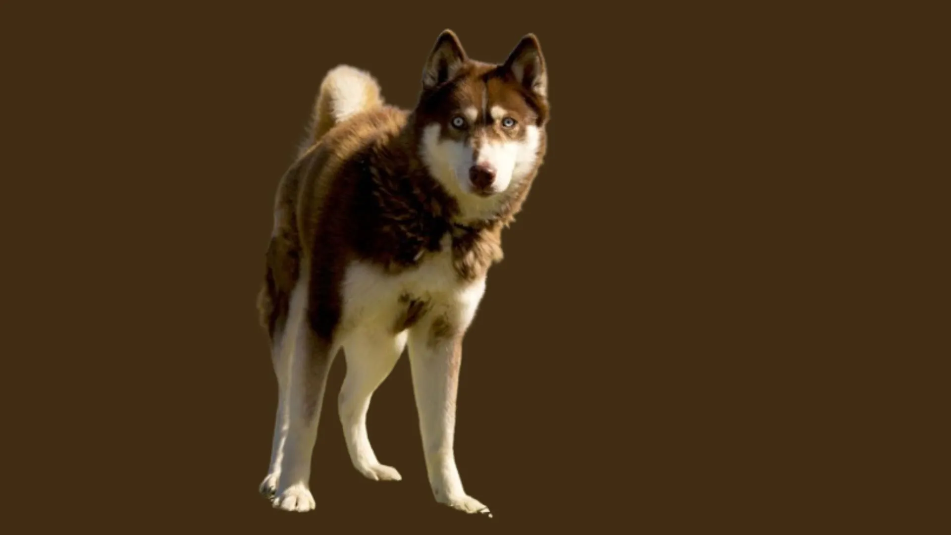 Siberian Husky Price in Mumbai