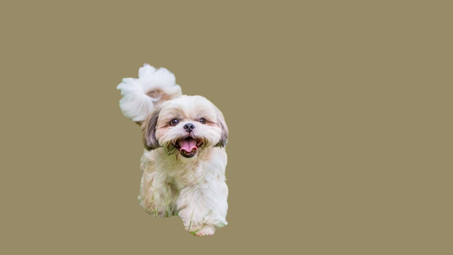 Shih tzu Price in Kerala