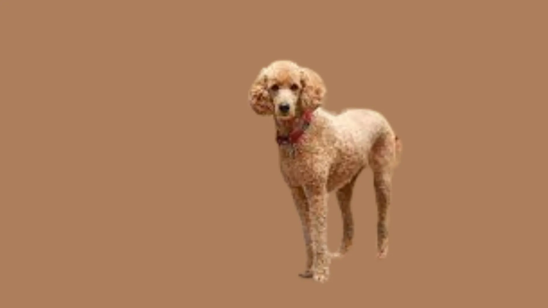 Poodle Price in Bangalore