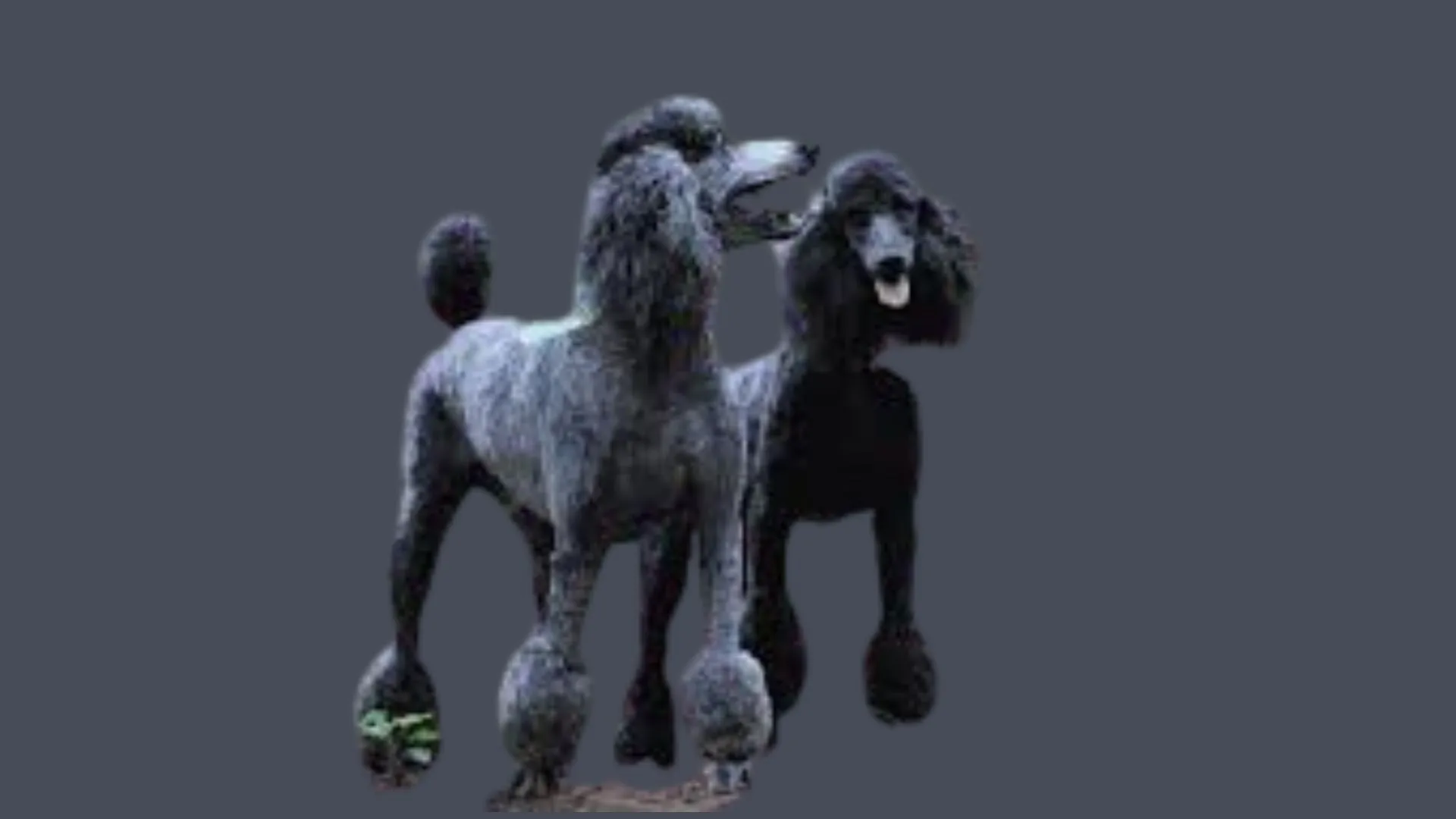 Poodle Price in Hyderabad